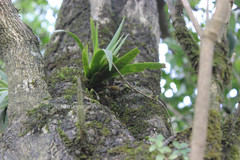 Oberonia swaminathanii